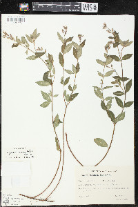 Cuphea racemosa image