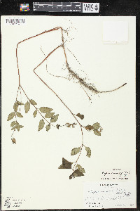 Cuphea racemosa image