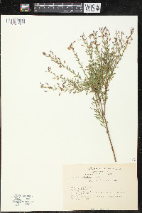 Cuphea utriculosa image