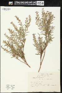 Cuphea utriculosa image
