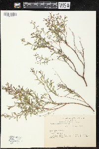 Cuphea utriculosa image