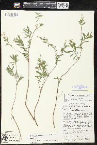 Cuphea utriculosa image