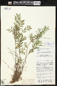 Cuphea utriculosa image