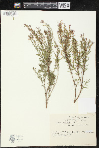 Cuphea utriculosa image