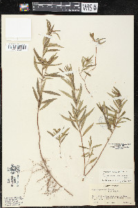 Cuphea spruceana image