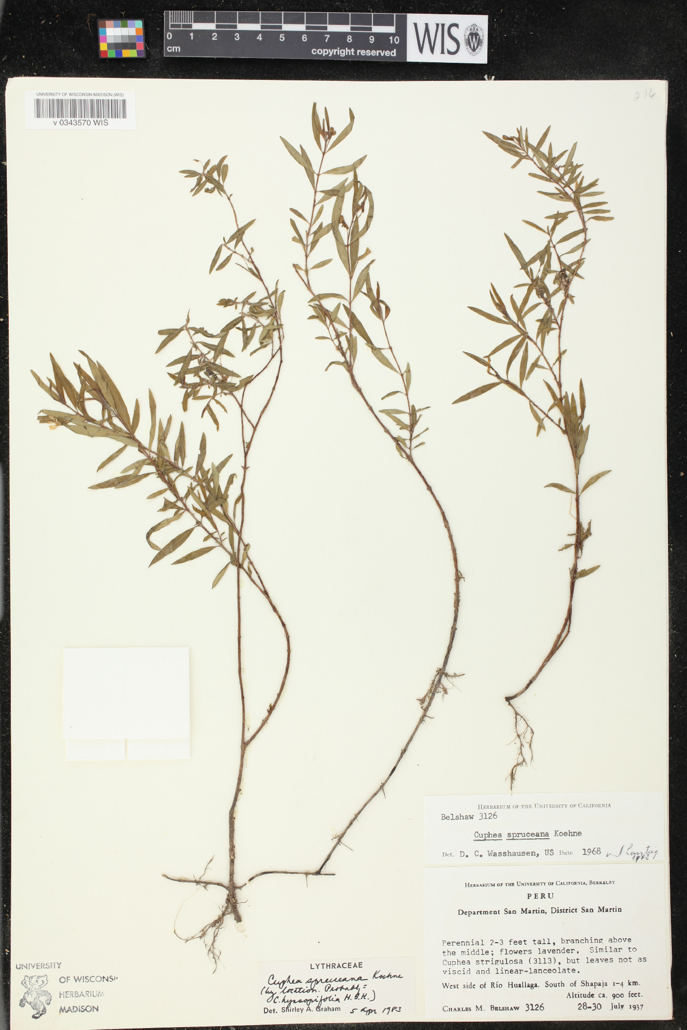 Cuphea spruceana image