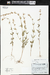 Cuphea tolucana image