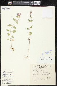 Cuphea tolucana image
