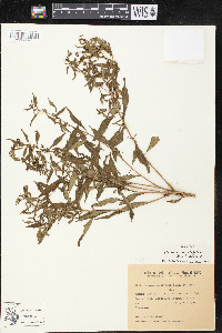 Heimia myrtifolia image