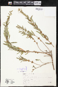 Heimia salicifolia image