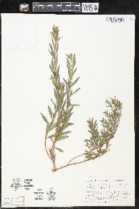 Heimia salicifolia image