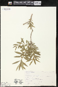 Heimia salicifolia image