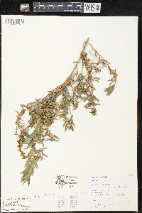 Heimia salicifolia image