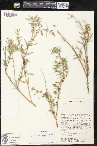 Heimia salicifolia image