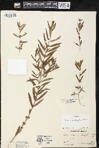 Heimia salicifolia image