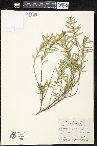 Heimia salicifolia image