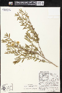 Heimia salicifolia image