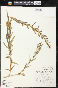 Heimia salicifolia image