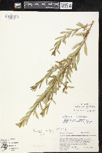 Heimia salicifolia image