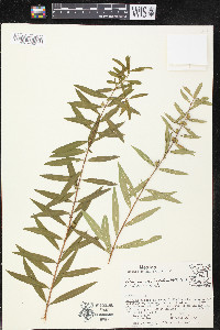 Heimia salicifolia image