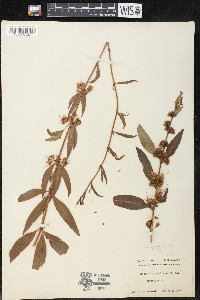 Decodon verticillatus var. laevigatus image