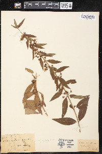 Decodon verticillatus var. laevigatus image