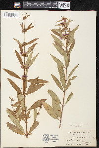 Decodon verticillatus var. laevigatus image