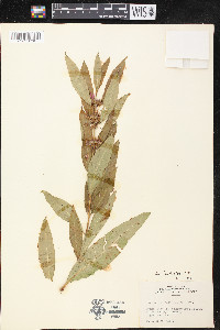 Decodon verticillatus var. laevigatus image