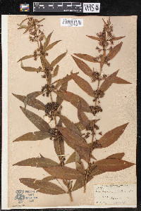 Decodon verticillatus var. laevigatus image