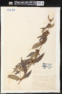 Decodon verticillatus image