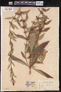 Decodon verticillatus var. laevigatus image