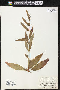 Decodon verticillatus var. laevigatus image