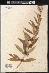 Decodon verticillatus var. laevigatus image