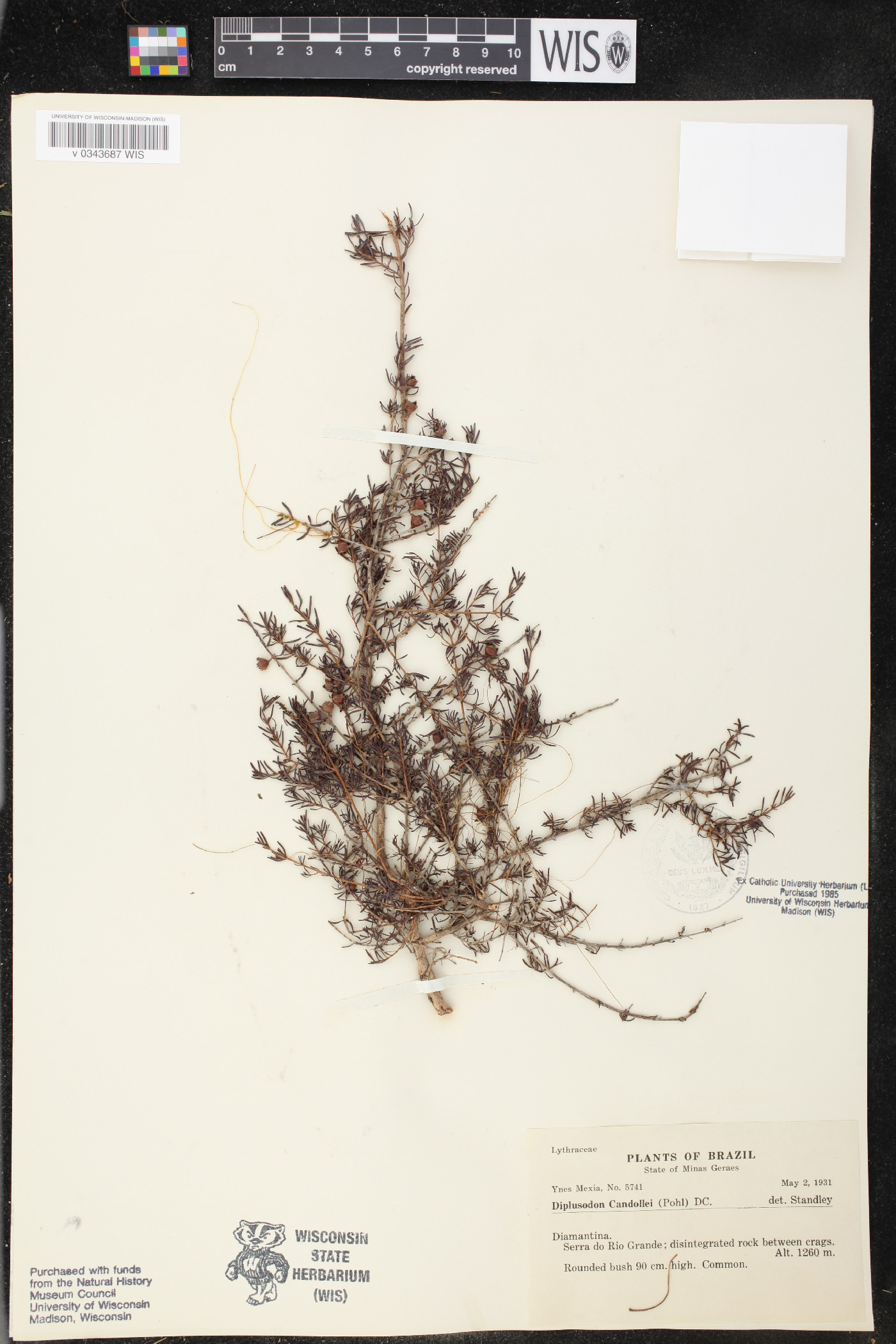 Diplusodon candollei image