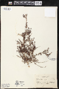 Diplusodon candollei image