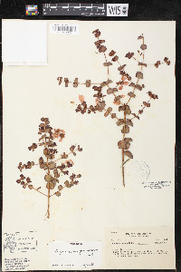 Diplusodon glaucescens image