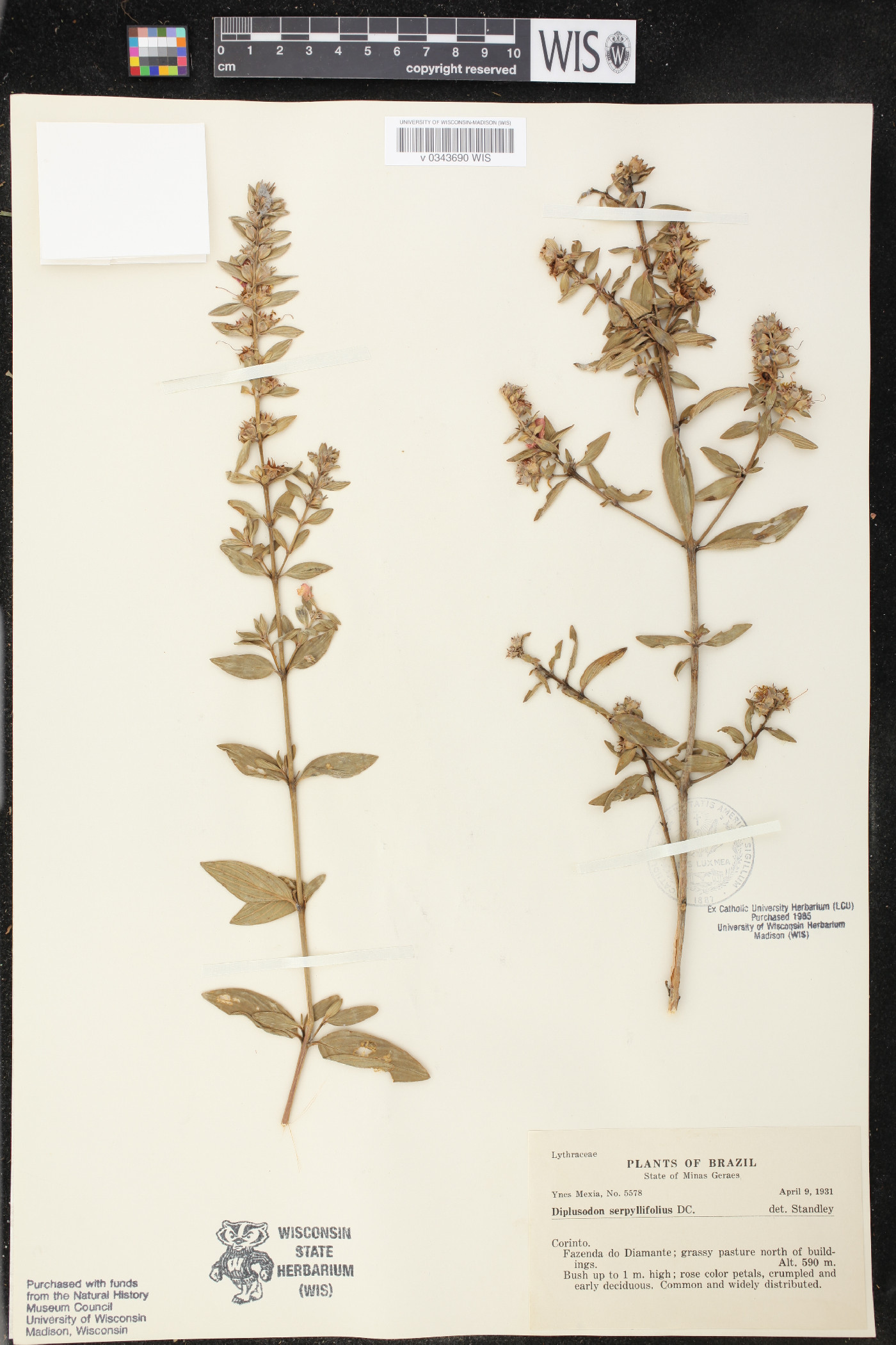 Diplusodon microphyllus image