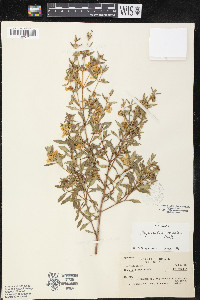 Diplusodon virgatus image