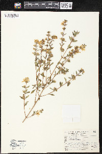 Diplusodon virgatus image