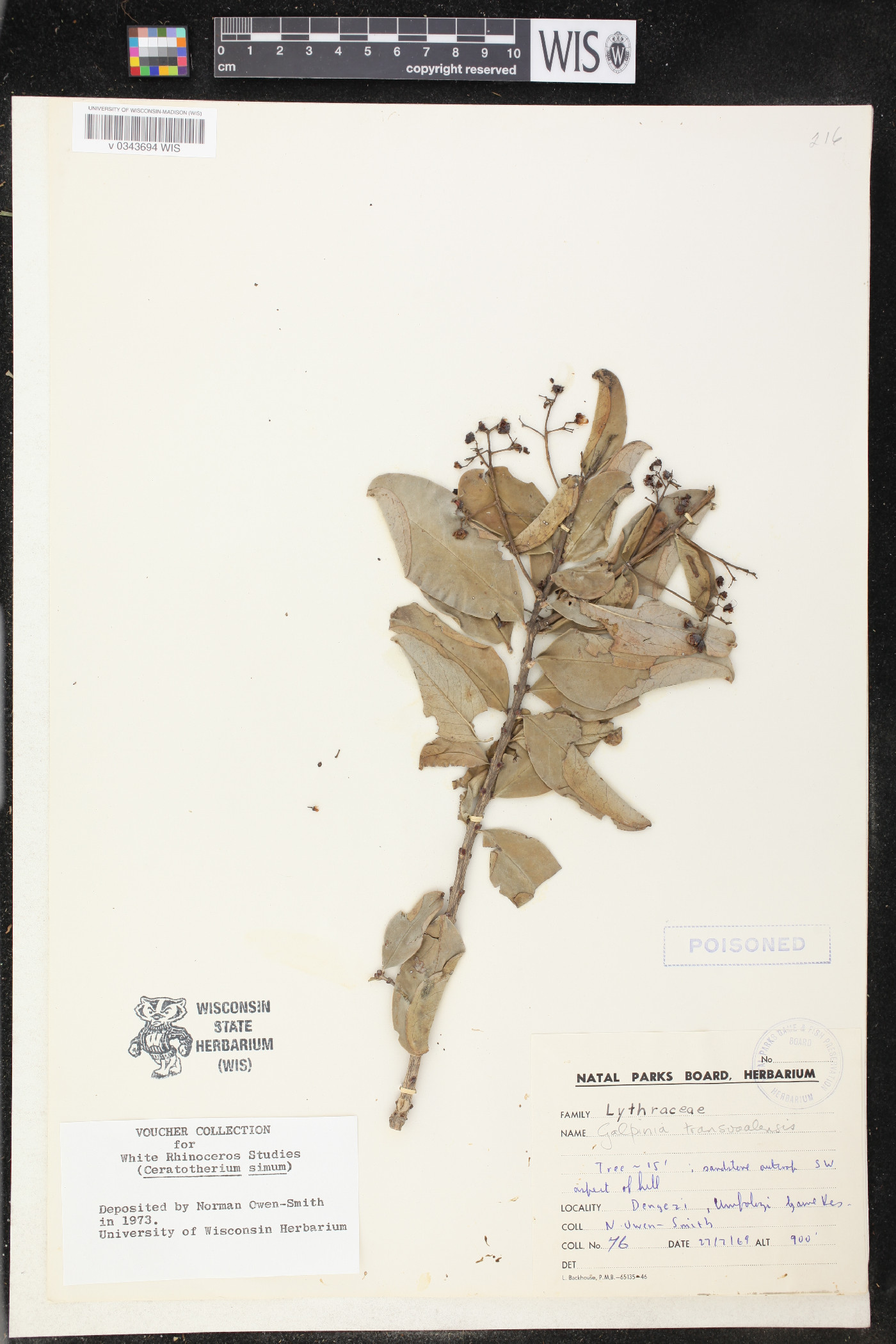 Galpinia transvaalica image