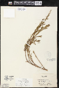 Heimia myrtifolia image