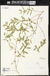 Heimia salicifolia image