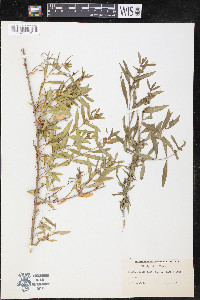 Heimia salicifolia image