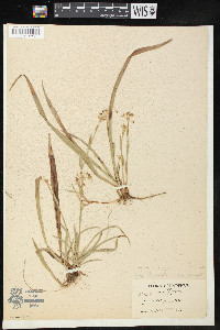 Luzula carolinae var. saltuensis image