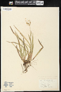 Luzula saltuensis image