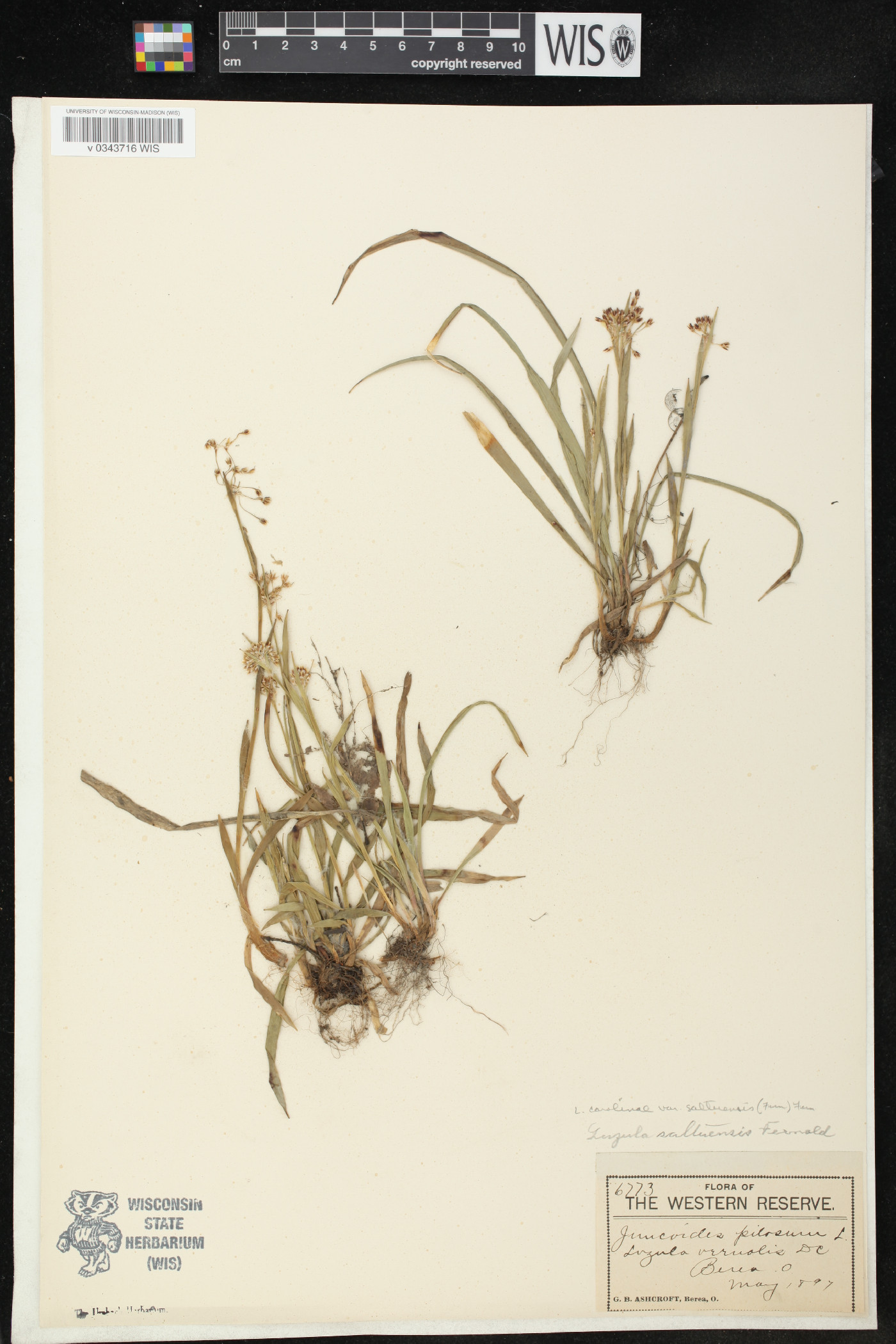 Luzula saltuensis image
