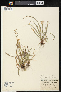 Luzula saltuensis image