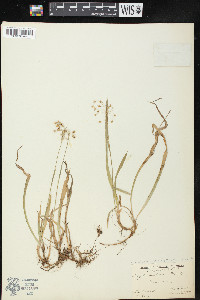 Luzula saltuensis image