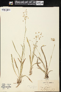 Luzula carolinae var. saltuensis image