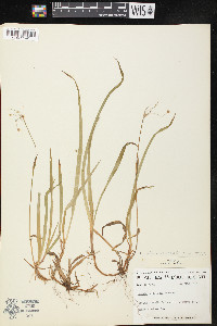 Luzula carolinae var. saltuensis image